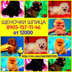 Красивые щеночки-померанцы Красивые щеночки-померанцы