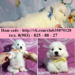Самоедики "мишки" белоснежные щеночки