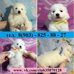 классные щеночки самоедики