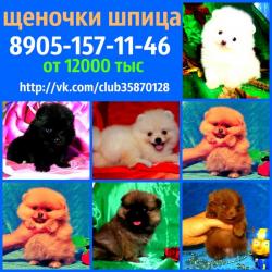 Яркие красивые померанцы