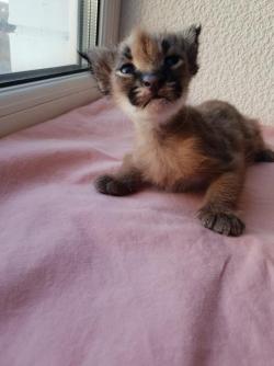 Эксклюзивные котята Каракала