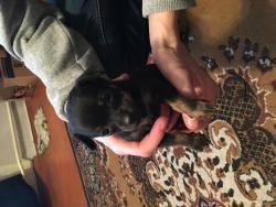 Мини тойчики