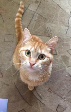 Ищет хозяев