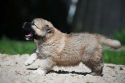 Щенки кавказского волкодава