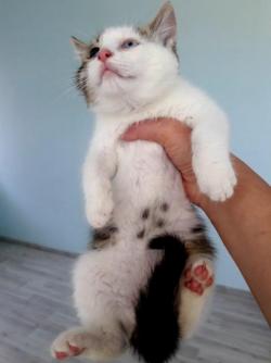 бенгалы метисы