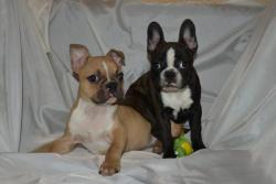 Очаровательные малыши Французского Бульдога