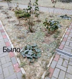 Создадим красоту Вашего участка вместе