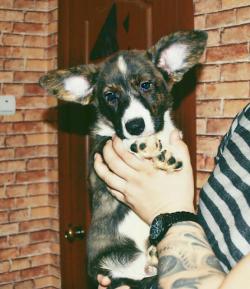 Щенки Вельш корги кардиган из питомника