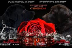 Щенки (девочки) Лабрадора ретривера