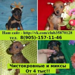 Щеночки карликового пинчера чистокровные и миксы