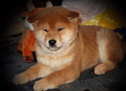 Высокопородный мальчик Сиба-ину Высокопородный мальчик Сиба-ину