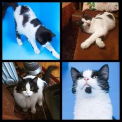 классная пушистая кошка