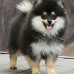 Щенки Шпица разных окрасов. Со всеми документами.