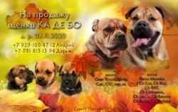 Щенок (мальчик) Ка де бо