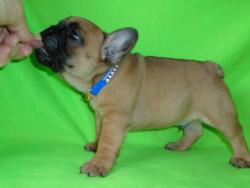 Французский бульдог высокопородные щенки Французский бульдог высокопородные щенки