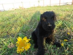 Щенки Ризеншнауцера