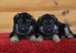 Продаются овчарки