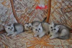 Шотландский котята ШИНШИЛЫ