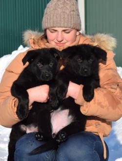 Этуаль и Эрика овчарки