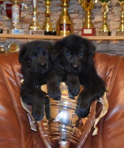 Немецкая Овчарка