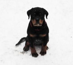 Щенки ротвейлера