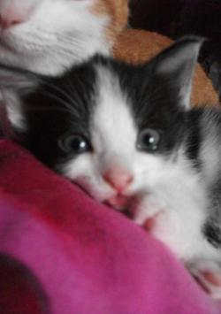 Отдам котёнка с славянской мордочкой