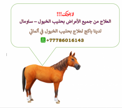 ألعلاج بحليب الخيول (ساومال) في ألماتي