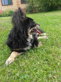 В добрые руки чихуа 8 лет кобель длинношерстный