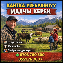 Кантка үй-бүлөлүү малчы керек