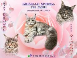 Котята Мейн-кун (разные помёты)