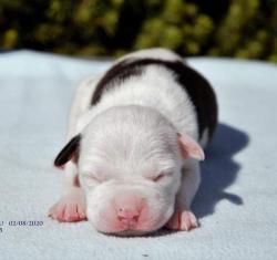 Высокопородные щенки Амстаффа