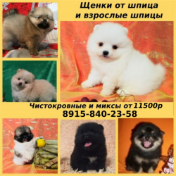 Померанского шпица щенята Померанского шпица щенята