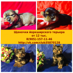 Чистокровные йоркширские терьерчики