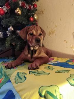 Щенки породы Ка-Де-Бо Щенки породы Ка-Де-Бо