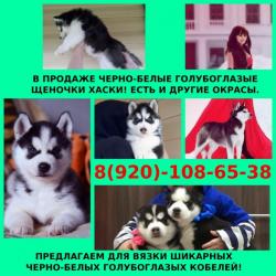 Красивые собачки хасята
