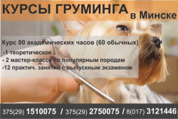Курсы груминга, стрижки собак в Минске.Минск