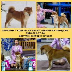 Красивый кобель сиба-ину для вязки