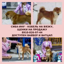 Яркий кобель сиба-ину для вязки