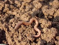 Землянные черви