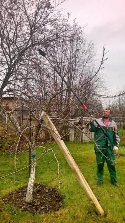 Обрезка плодовых деревьев и кустарников весной