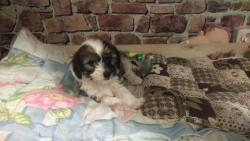 продаю щенков первого помёта