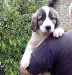 Щенки алабая продажа Щенки алабая продажа