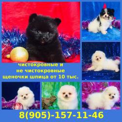 Чистокровные и миксы шпицы недорого