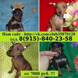 Малыши карликовые пинчеры Малыши карликовые пинчеры