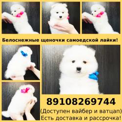Самоеды белоснежные пушистики