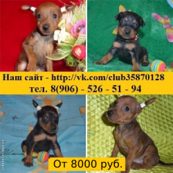 щенята цвергпинчера