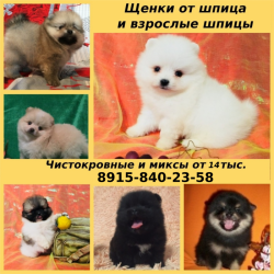 Щенки померанского шпица по хорошим ценам