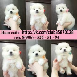 Классные самоедики