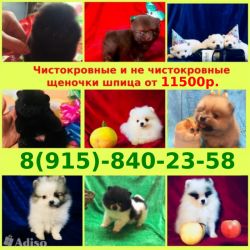 Малыши померанцы