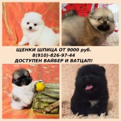 Красавцы померанцы